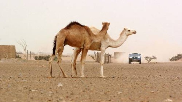 Dakar Rally