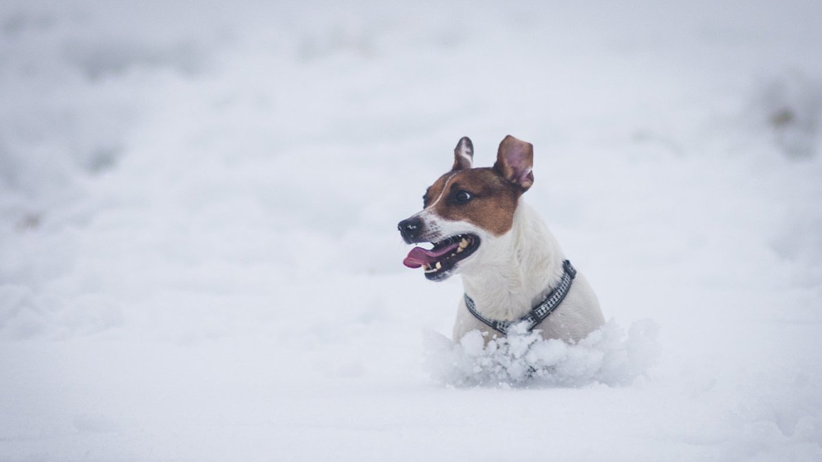 Ve stopě Valašské zimy (CZE)