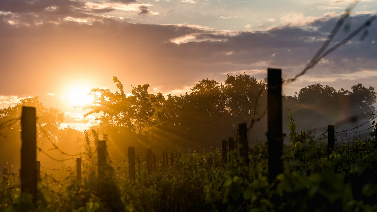 Rally Hustopeče (CZE)